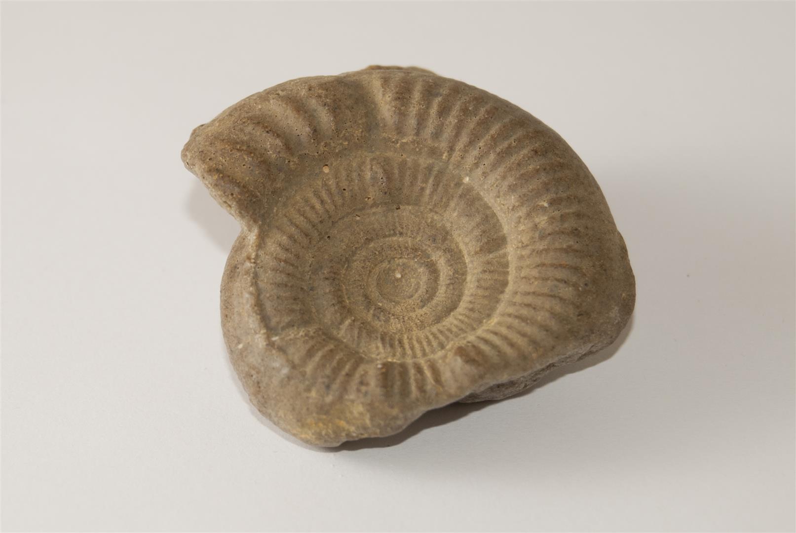 Réplica hamonnites enterrado. Replica buried ammonites